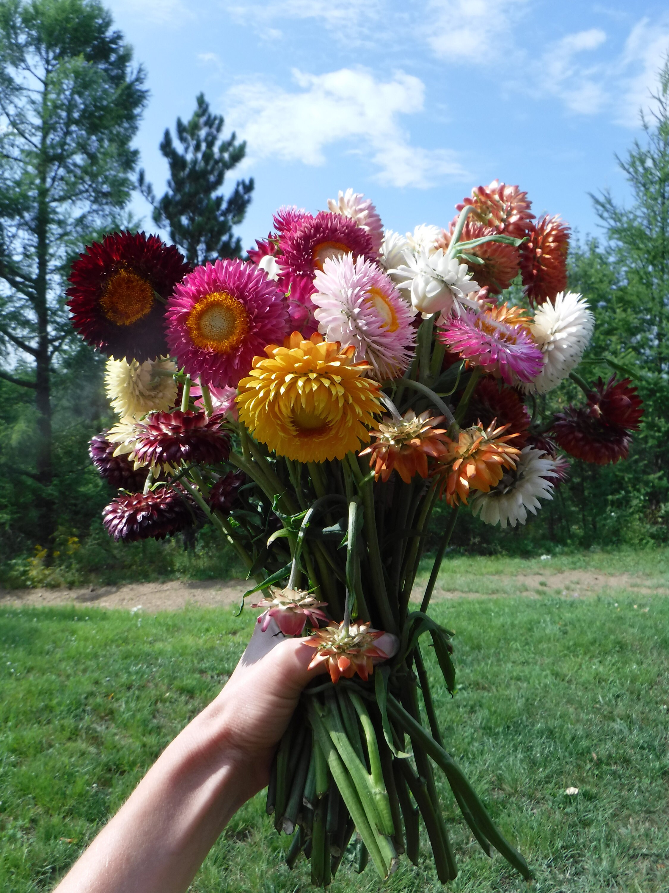 Dried Flower Stems Dried Flower Arrangement Dried Flower Etsy