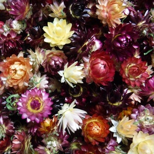 50 Dried Strawflower Heads Mixed Colors, Dried Craft Flowers, Real Dried Flowers, Resin Flowers, Table Decor, holiday decor, craft supply