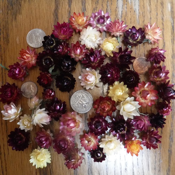 Dried Flowers Resin Etsy