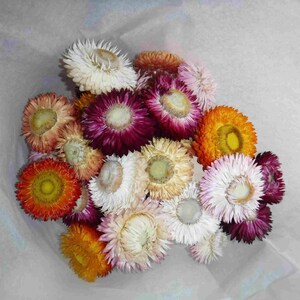 Dried Strawflowers With Stems, Dried Strawflowers, Dried Flowers With Stems, Craft Supply, Dried Straw Flowers, Real Dried Flowers, Craft