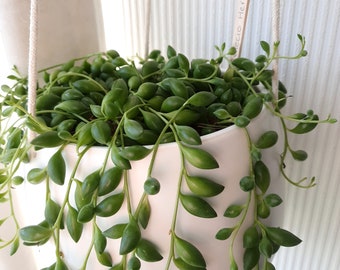 succulent plant 10cm Senecio herreianus String of Beads
