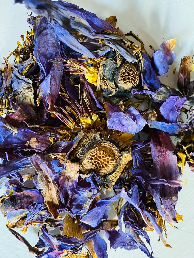 Dried Blue Lotus Flower Etsy Australia