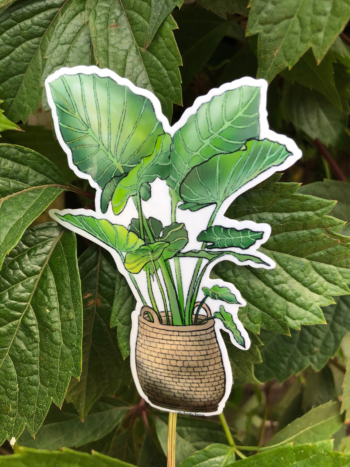 Elephant Ear Plant Glossy Vinyl Die Cut Stickers Etsy