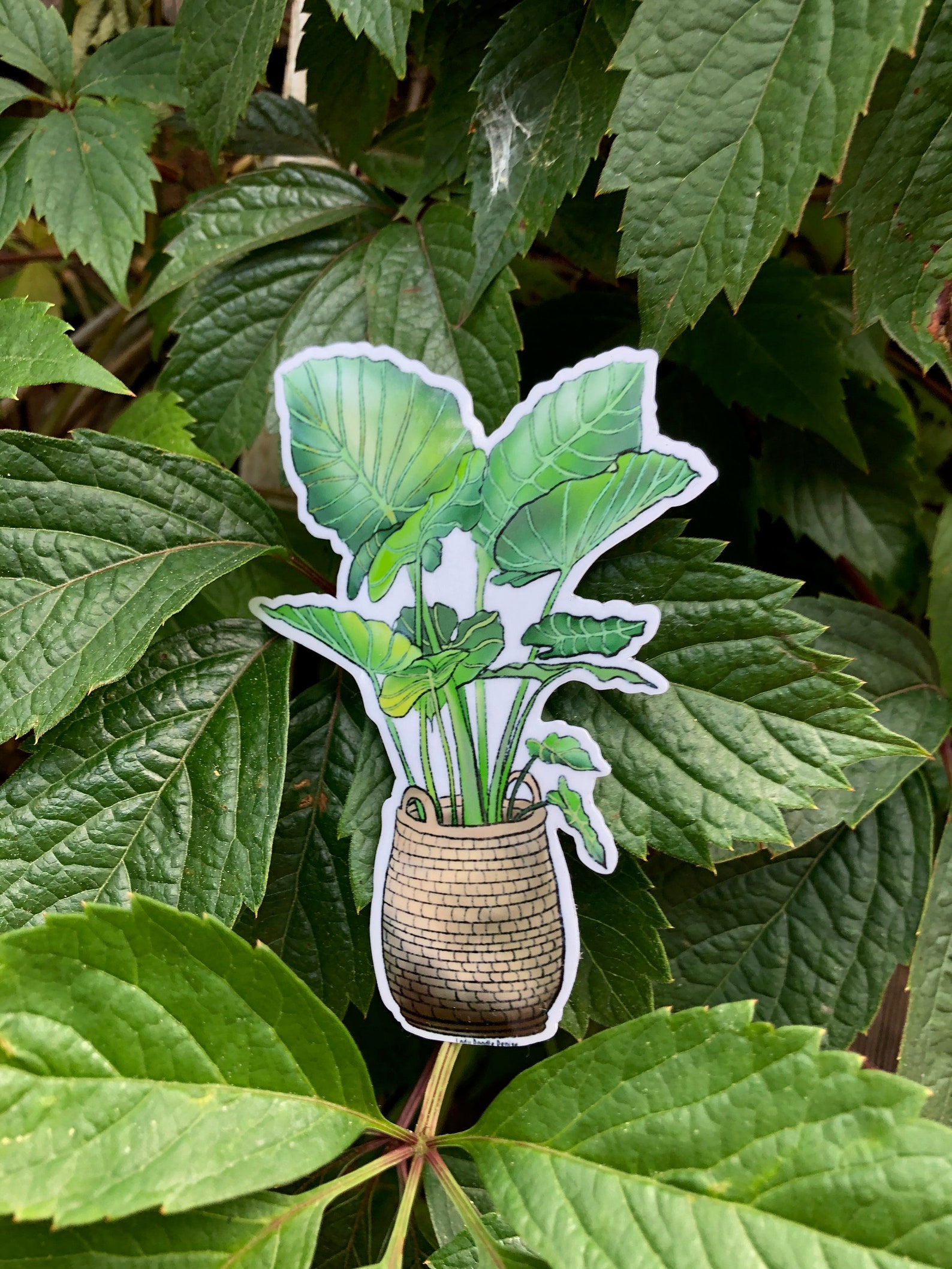 Elephant Ear Plant Glossy Vinyl Die Cut Stickers Etsy