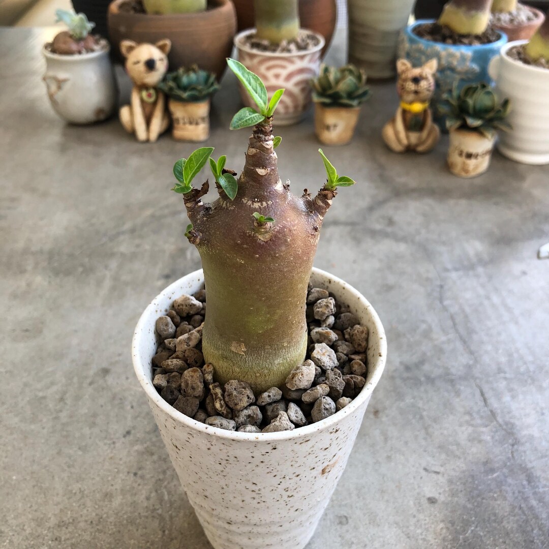 Rare Adenium Obesum ara Black Pearl Exotic Desert Rose With Deep Velvet ...