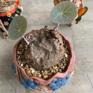 Pode incluir: Uma planta Stephania erecta em vaso com um grande caudex castanho texturizado. O vaso é uma mistura de rosa e azul com um desenho floral. A planta tem duas folhas grandes, redondas e verde claro.