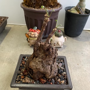 Rare Firmiana Colorata, Stunning Exotic Caudex Succulent, Low Maintenance Plant for Collectors and Indoor/Outdoor Garden Decor, Plant lovers
