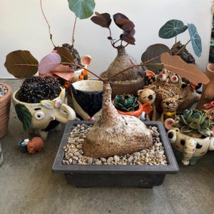 Phyllanthus Mirabilis - Einzigartige seltene Caudex-Pflanze, exotische tropische Bonsai, ideal für Indoor-Gartenliebhaber und Sammler, perfektes Geschenk
