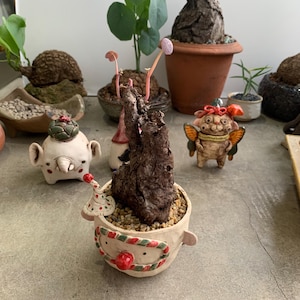 Rare Stephania Nova Caudex - Plante succulente exotique unique, superbe plante d'intérieur/extérieur, expédition sans feuilles, parfait pour la collection Caudex