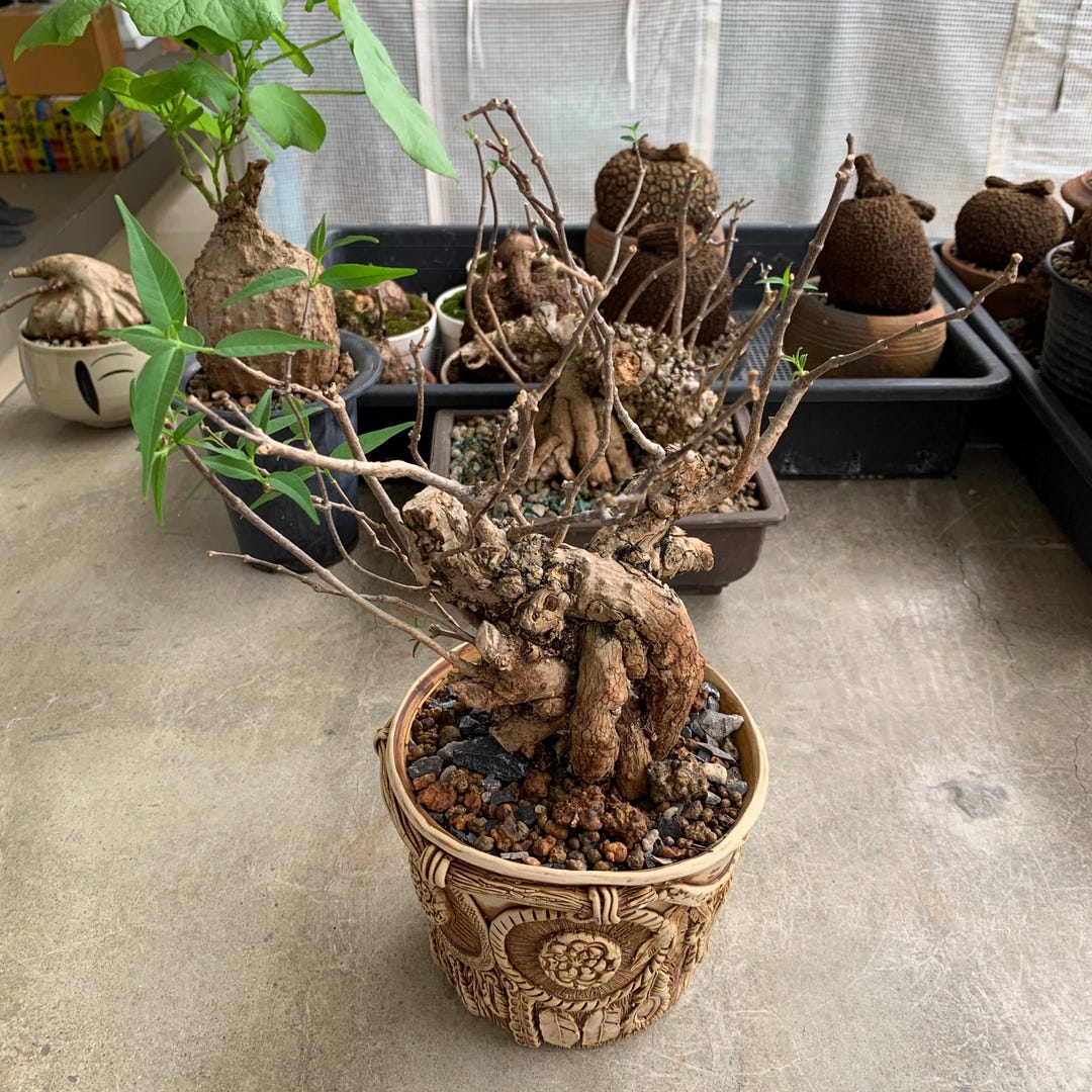Mix Of Rare Bonsai Plants - 100 Seeds - Exotic Caudiciform Succulent For Collection