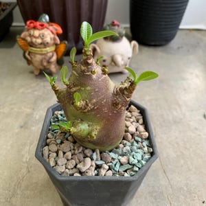 Rare Adenium Obesum ‘Ara Black Pearl’ – Desert Rose for Collectors & Gardeners, Unique for home decoration, Worldwide shipping, Gift to her