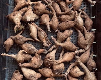 Phyllanthus Mirabilis Caudex Bulb: Rare Tropical Plant (Phytosanitary Certificate)