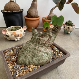 Firmiana Colorata - Exotic Caudex Plant, Low-Maintenance and Unique, Ideal for Collectors and Indoor/Outdoor Garden, Worldwide Shipping