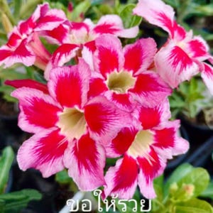 Adenium Obesum “Get rich soon” Exotic Desert Rose Bonsai with Unique foilages, Low Maintenance Succulent for Home Decor, Garden Enthusiasts