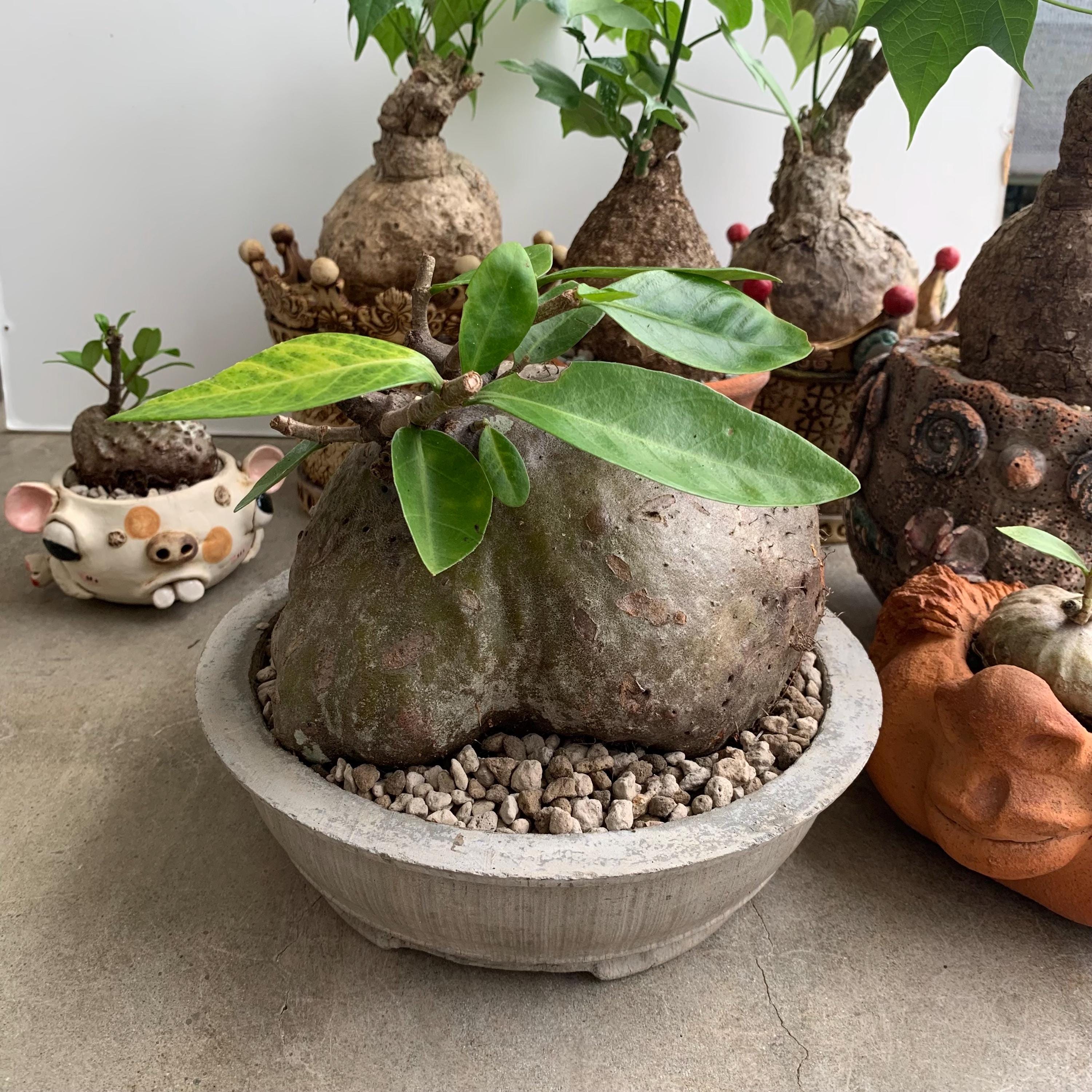 Seltene groe Ameisenpflanze Hydnophytum Formicarum - Einzigartige Caudex  Epiphyte, Pflegeleichte Zimmerpflanze, Exotische Tropenpflanze fr Haus und  Garten - Etsy.de