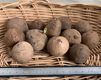 Stephania Erecta Caudex: Mini Size (2.5-3.0 cm) - Set of 12