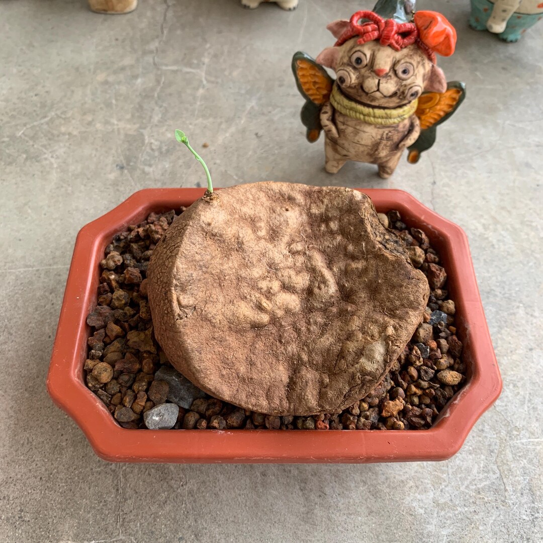 Stephania Erecta Samen - 40 Stück Bonsai Pflanzen Für Zimmer & Balkon