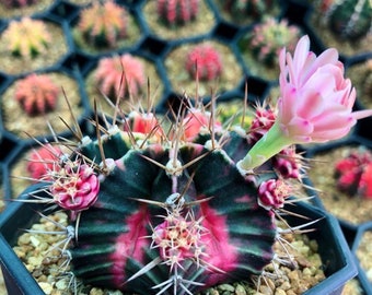 100 FRESH SEEDS Gymnocalycium friedrichii v.moserianum VoS-014а 100 FRESH SEEDS Gymnocalycium friedrichii v.moserianum VoS-014а