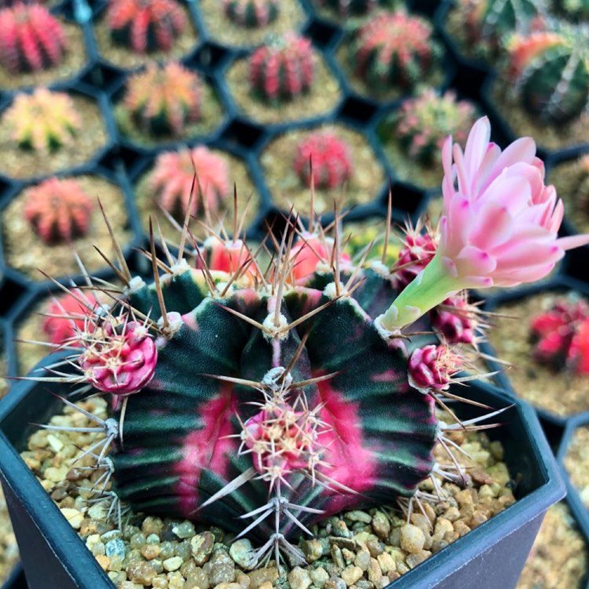 100 Cactus Seeds Gymnocalycium Mihanovichii Variety Color 