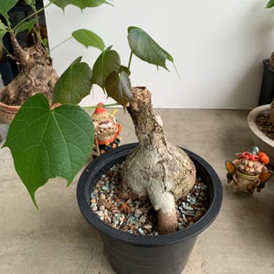 Peut inclure: Une plante caudex avec une base bulbeuse épaisse, texturée et de couleur claire, surmontée d'une tige unique portant plusieurs larges feuilles vertes en forme de cœur. La plante est dans un pot en plastique noir rempli de gravier multicolore.