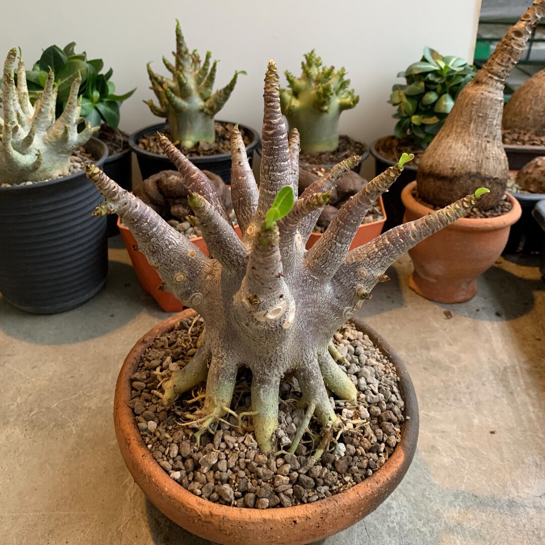 Rare Adenium Arabicum – Desert Rose Variety Caudex, Hardy and Drought ...