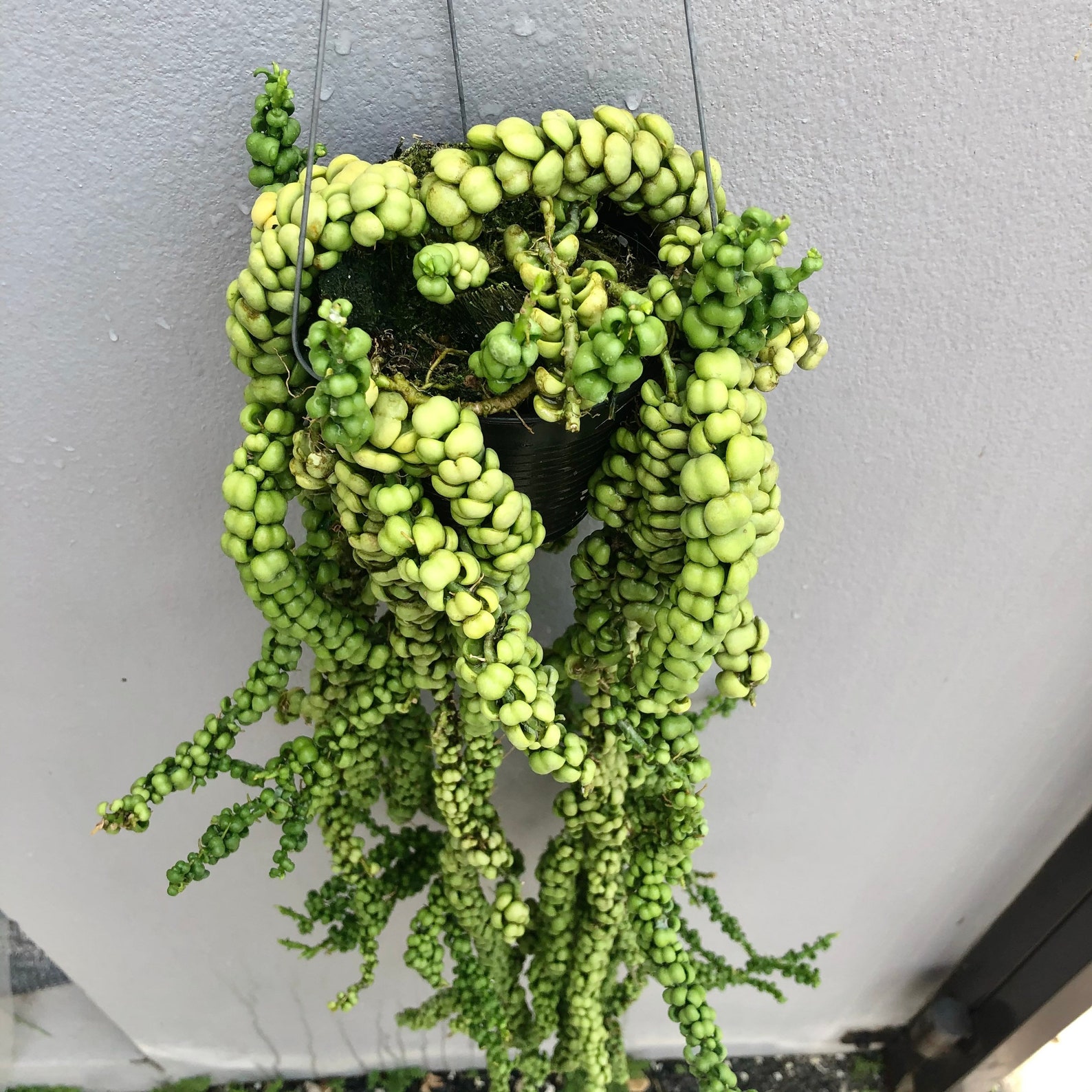 Dischidia nummularia Dragon Jade in 4 pot Express Etsy