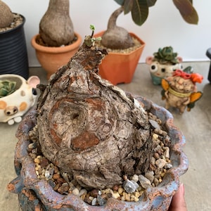 Custom item for Khun Stephanie, Firmiana colorata Rare Caudex Plant – Exotic Tropical Tree with Swollen Base, Bonsai Style, Free Shipping