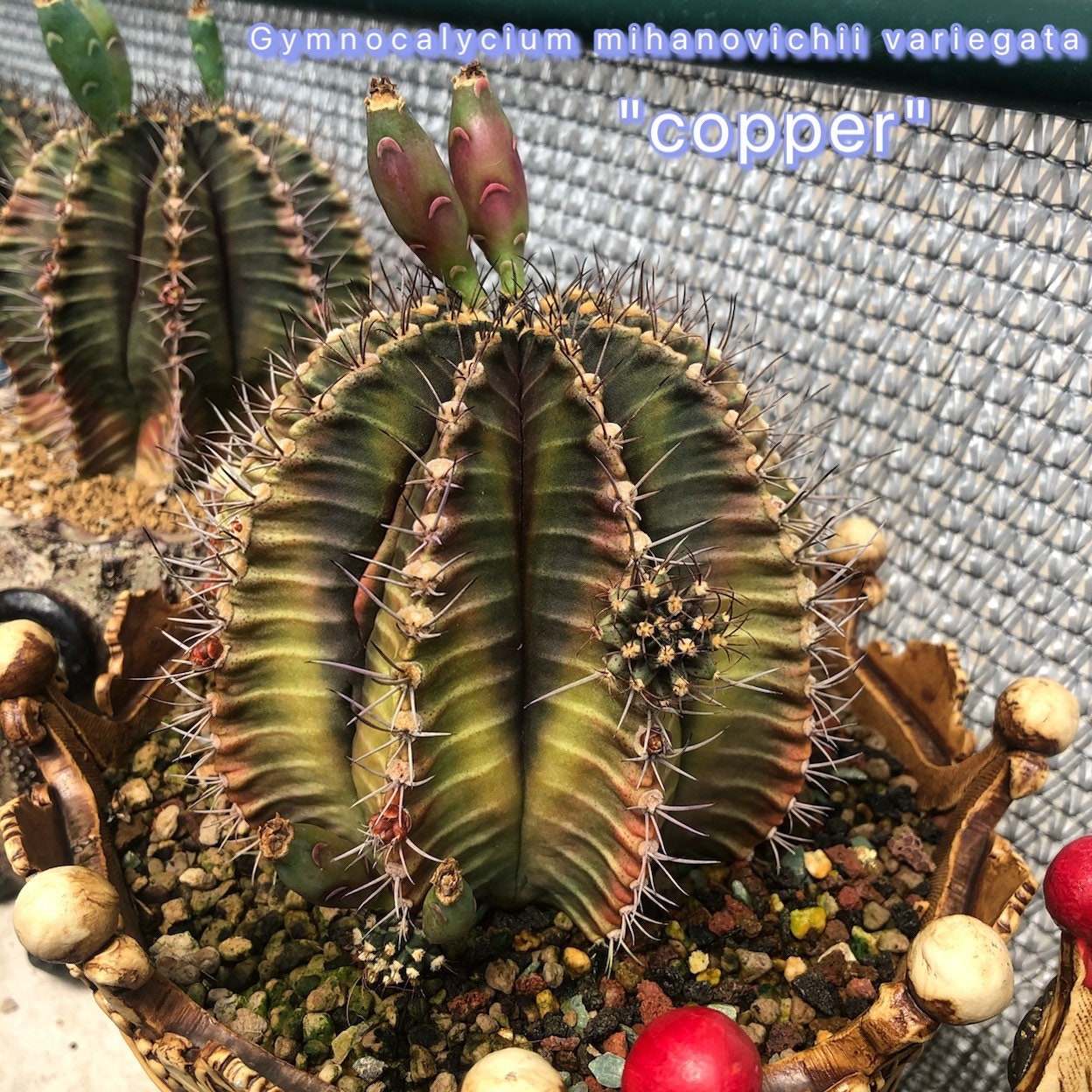100 Cactus Seeds Gymnocalycium Mihanovichii Variety Color 100 Cactus Seeds Gymnocalycium Mihanovichii Variety Color