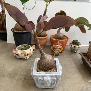 Rare Phyllanthus Mirabilis – Caudex Succulents Plant, Unique Exotic Indoor Plant for Home Décor, Easy Care Plant, Perfect Gift for Lovers