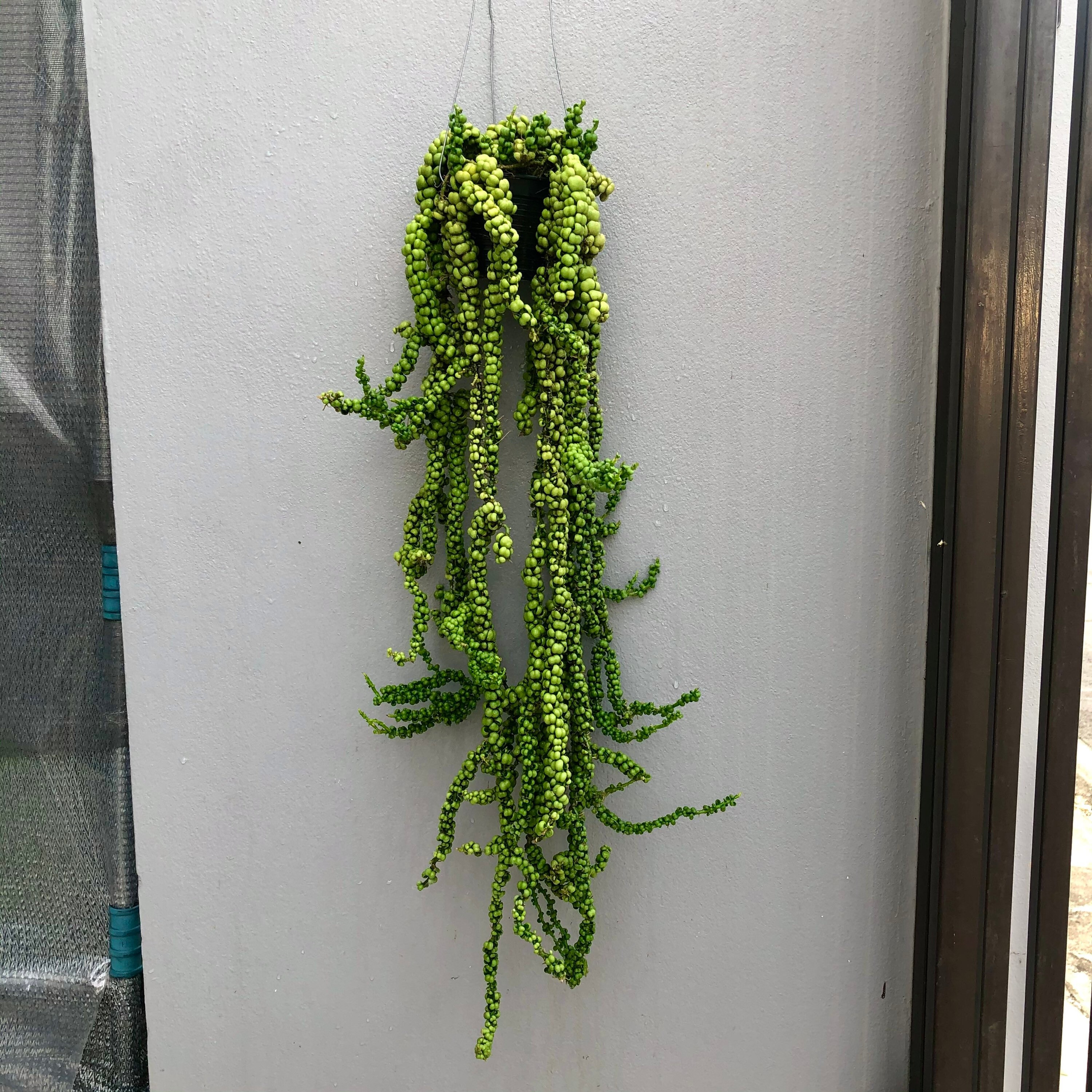 Dischidia nummularia Dragon Jade in 4 pot Express Etsy