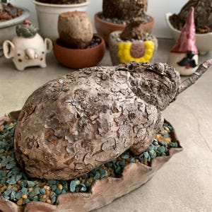 Exotic Firmiana Colorata Caudex – Rare Succulent, Eye-Catching Living Sculpture, Low Maintenance, Perfect for Gardening, Plant shopping gift