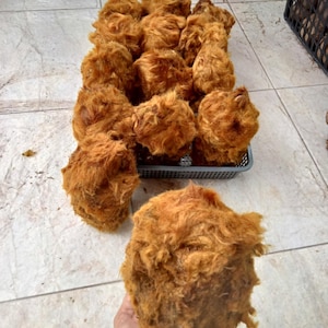 May include: A collection of brown, fibrous, spherical objects, resembling large, textured balls. Some are in a gray plastic tray, while one is held in a hand. The objects have a shaggy, irregular appearance.