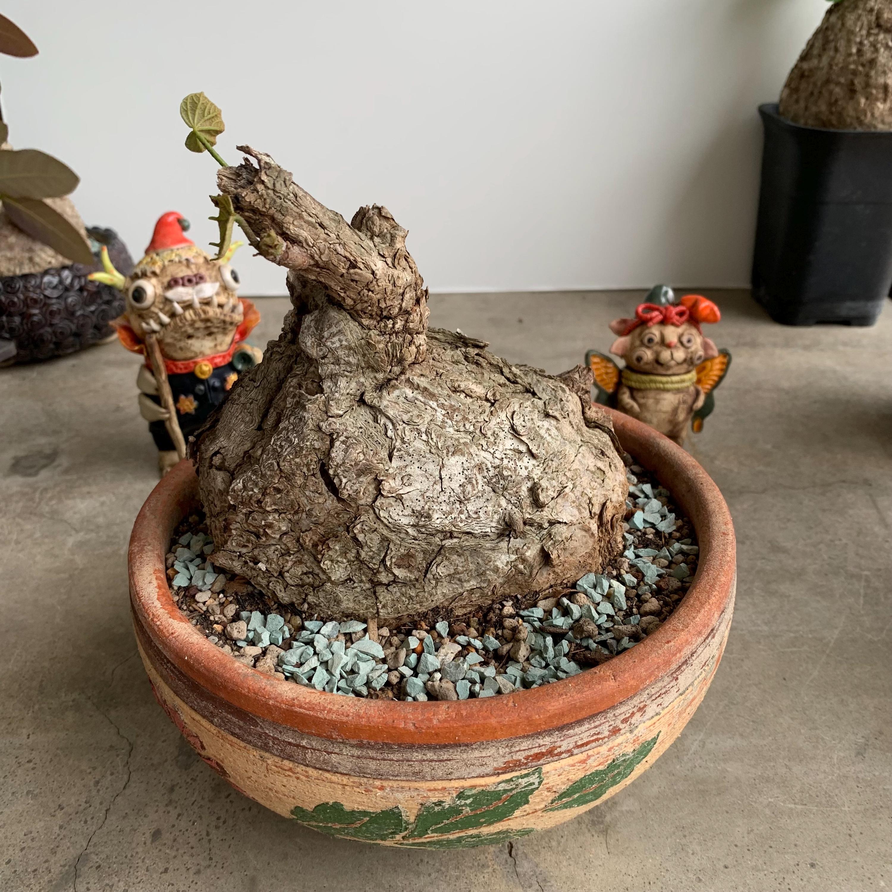 Firmiana colorata - Etsy 日本