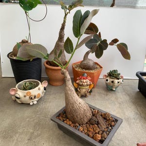 Phyllanthus Mirabilis – Rare Caudex Succulent Plant, Unique Exotic Indoor Plant for Home Décor, Easy Care Plant, Perfect tropical plant gift