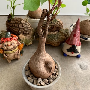 Exotic Phyllanthus Mirabilis – Unique Caudex Plant, Rare Indoor Outdoor Succulents, Perfect for caudex bonsai lover, Tropical plant for gift