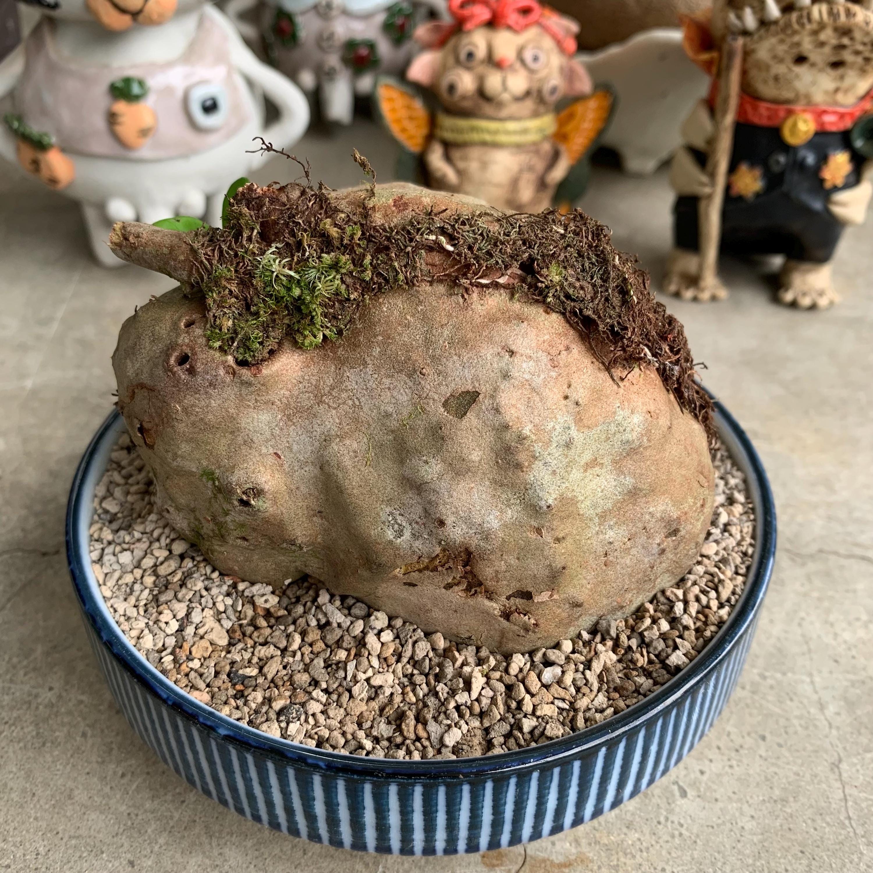 Hydnophytum - Etsy 日本