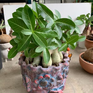 Op de afbeelding: Een Adenium-plant in pot met heldergroene bladeren en een dikke, getextureerde stam. De plant staat in een decoratieve, handbeschilderde pot met een rood, blauw en paars bloemmotief. Andere planten zijn zichtbaar op de achtergrond.