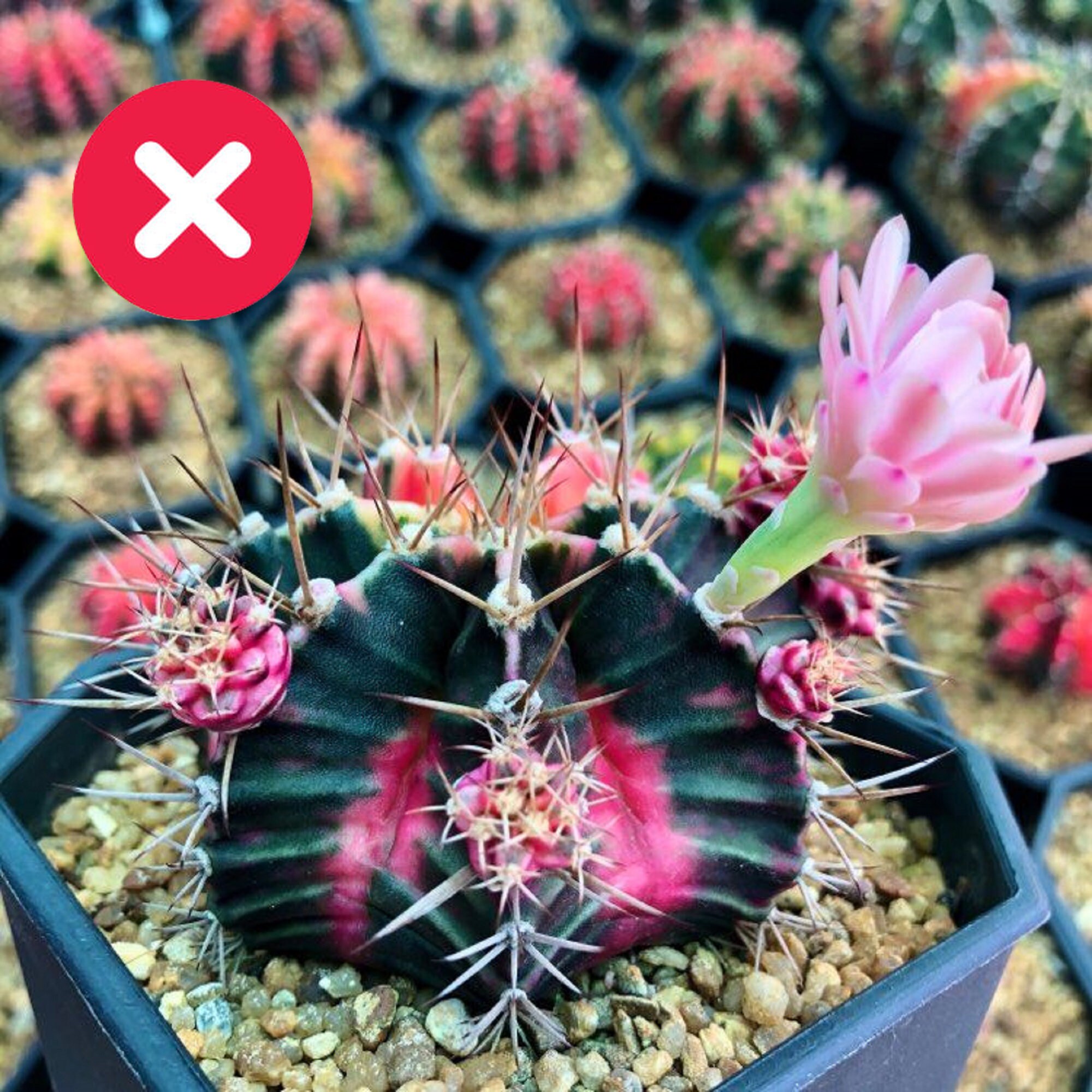 Cactus seeds Seeds Gymnocalycium mihanovichii variegata 100 Etsy