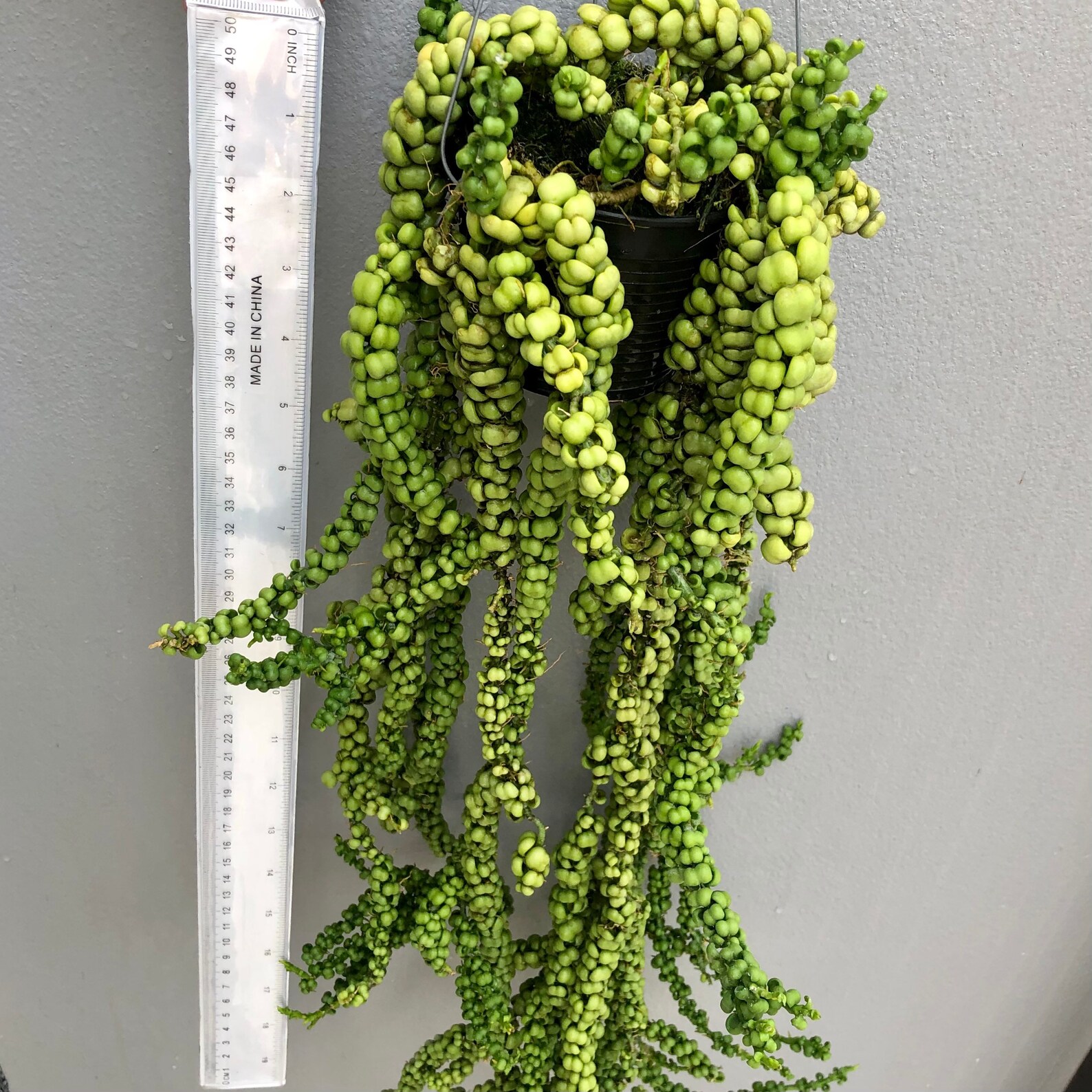 Dischidia nummularia Dragon Jade in 4 pot Express Etsy