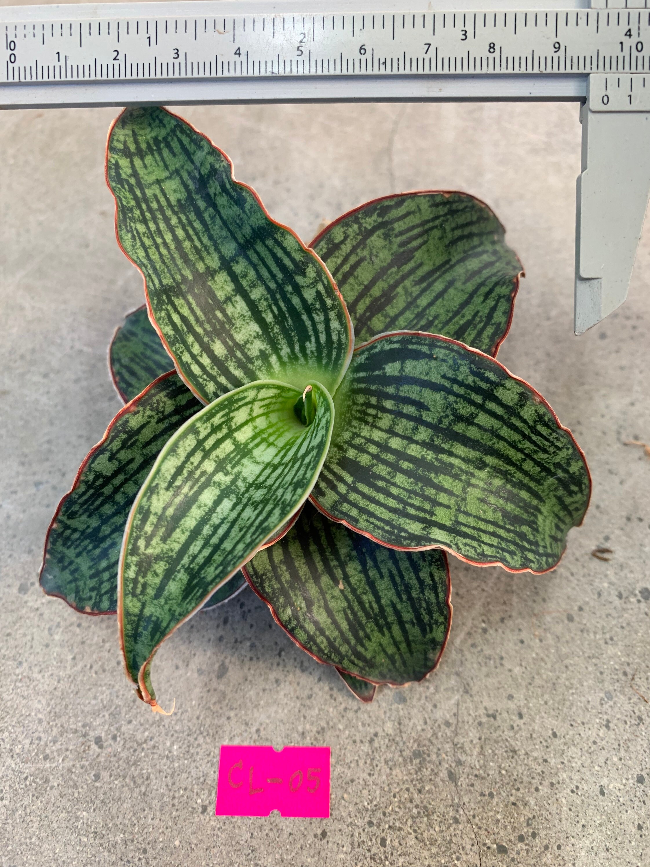 Sansevieria Cleopatra Snake Plant in 6 variations for Etsy