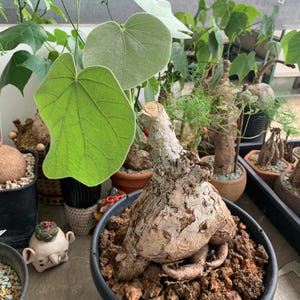 フィルミアナ・コロラータ - 希少なエキゾチックな多肉植物群、コレクター向けのユニークな観賞用植物、手入れが簡単、家庭菜園に最適な熱帯植物