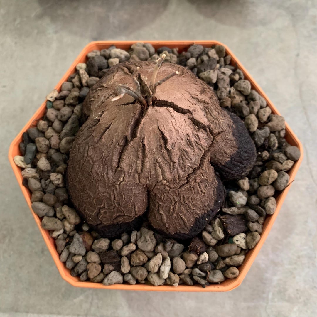 Tugi Root Exotic Dioscorea Sylvatica - Twisted Caudex Succulent, Rare Elephant ...