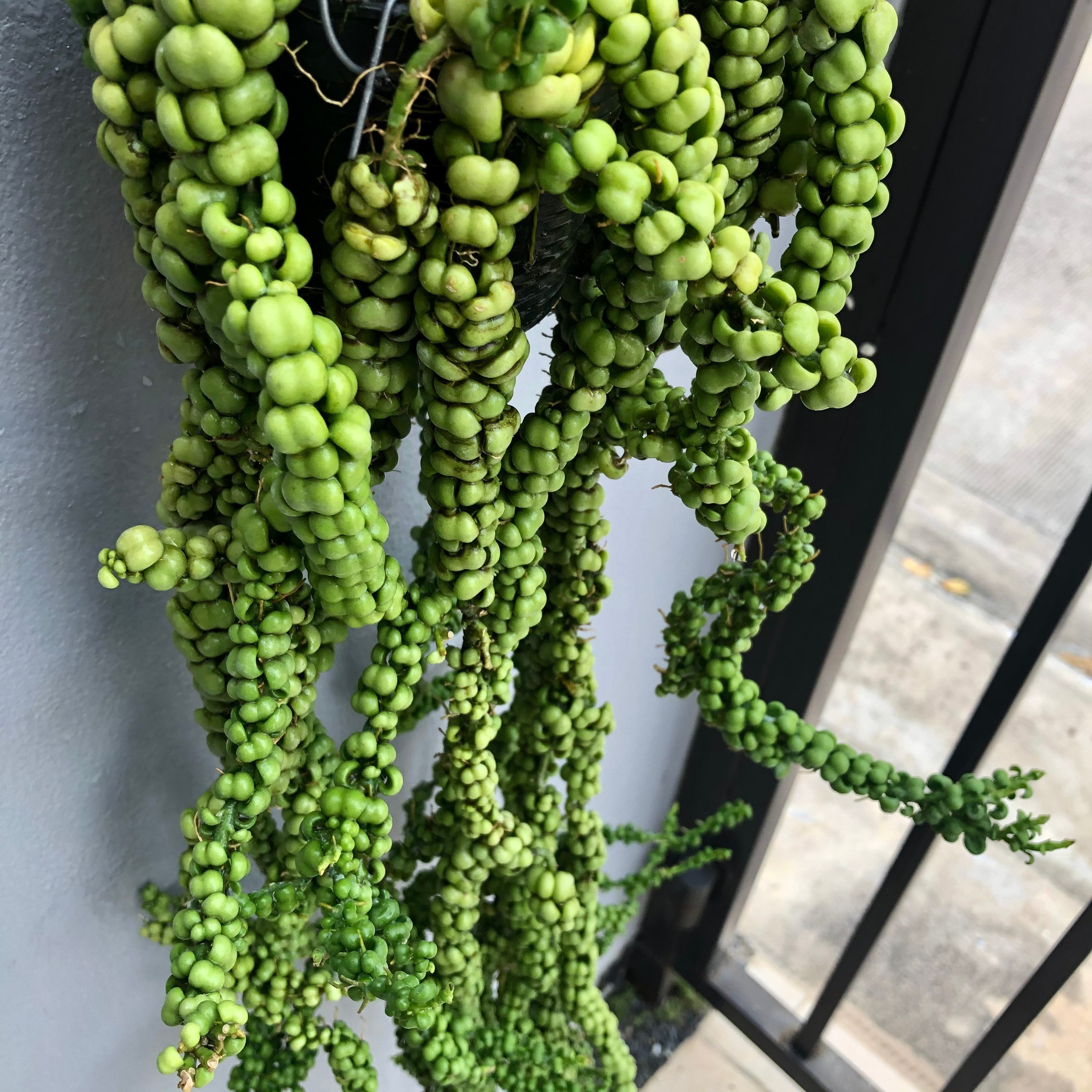 Dischidia nummularia Dragon Jade in 4 pot Express Etsy