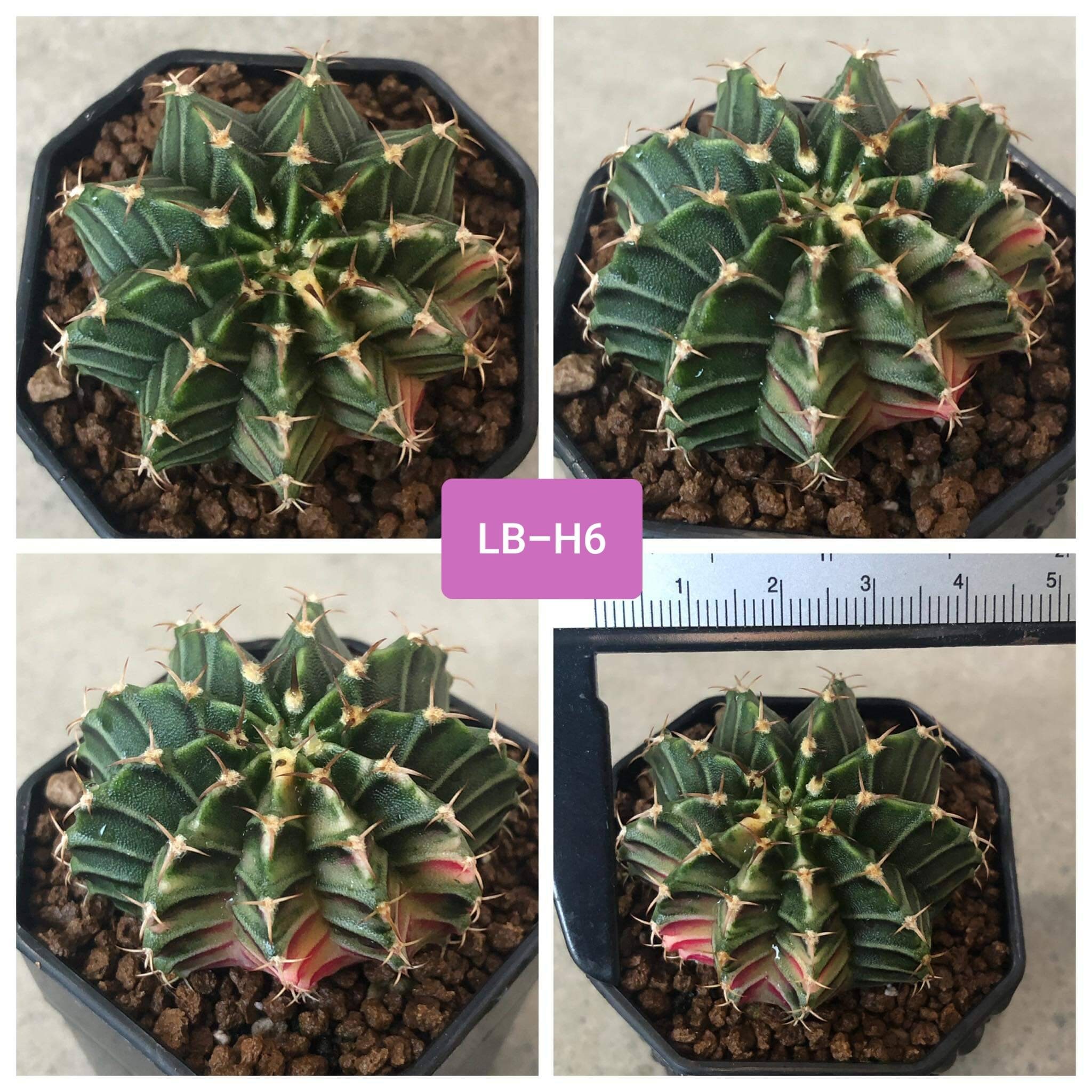 Gymno LB Hybrid Variegata Gymnocalicium LB Hybrid Own Root Etsy