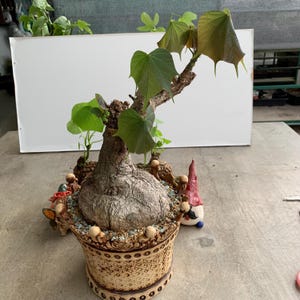 Rare Firmiana Colorata Caudex Plant – Stunning Exotic Caudex, Easy Care, Unique Home Décor, Indoor & Outdoor Collectors Plant, Free Shipping