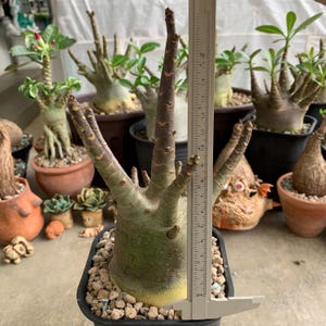 Rare Adenium Obesum Desert Rose Beautiful Caudex Plant, Ideal for ...