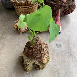 Stephania Suberosa Seltene Caudex Pflanze - Einzigartige Laub Bonsai Sukkulente, Einfache Innenpflege, Exotischer Dekor Akzent, Haus und Garten Dekorieren