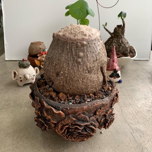 Phyllanthus Mirabilis – Rare Exotic Caudex Succulent Bonsai, Unique Indoor Plant for Home Décor, Rare Tropical Houseplant for Lovers, Gift