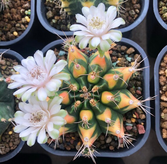 100 FRESH SEEDS Gymnocalycium friedrichii v.moserianum VoS-014а 100 FRESH SEEDS Gymnocalycium friedrichii v.moserianum VoS-014а