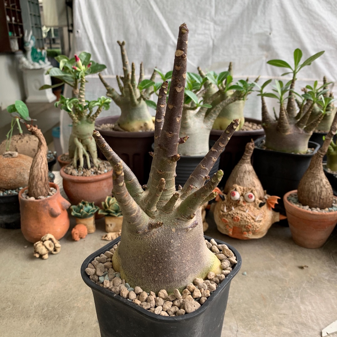 Rare Adenium Obesum Desert Rose Beautiful Caudex Plant, Ideal for ...